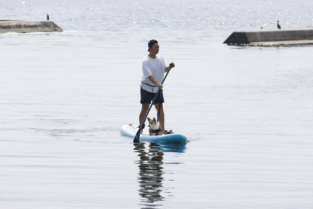A dog peeks between the legs of a paddle boarder on the Toronto waterfront, Thursday July 6, 2023. A cold front passing through Ontario and Quebec is expected offer relief today after a multi-day heat wave. THE CANADIAN PRESS/Cole Burston
