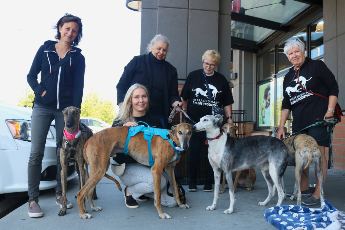 Members of Extraordinary Galgos & Podencos with their galgos they adopted from Spain outside Bosley’s pet store in Langford. The dogs are used for hunting in the country and routinely killed and abused. (Bailey Moreton/News Staff)