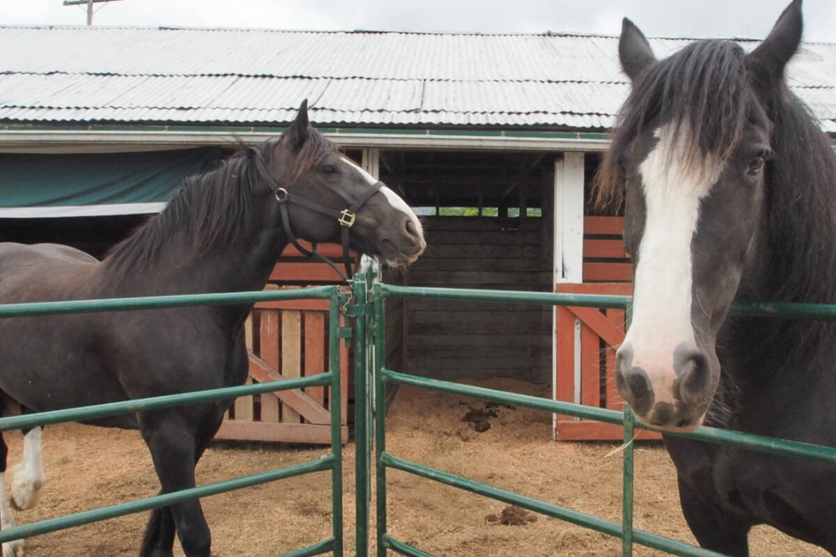 Barns at the Vancouver Island Exhibition site at Beban Park in Nanaimo are unsafe and unsuitable to be used at this summer’s fair. (News Bulletin file photo)