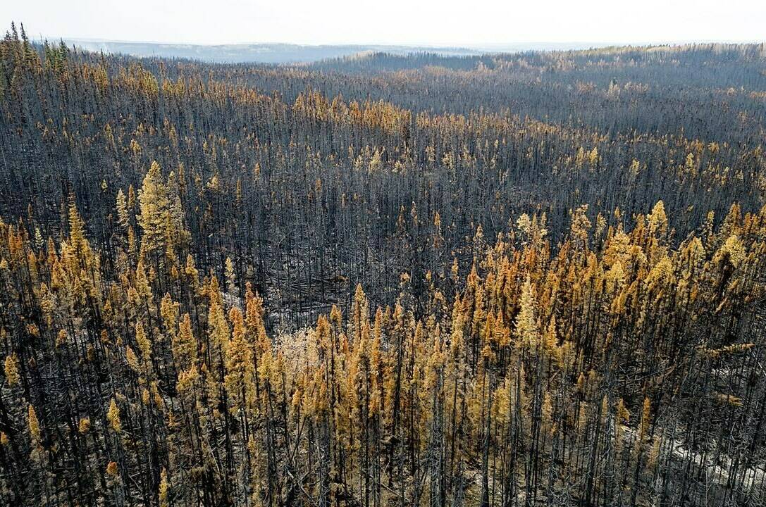 Trees scorched by the Donnie Creek wildfire line a forest north of Fort St. John, British Columbia, Canada, Sunday, July 2, 2023. THE CANADIAN PRESS/AP, Noah Berger