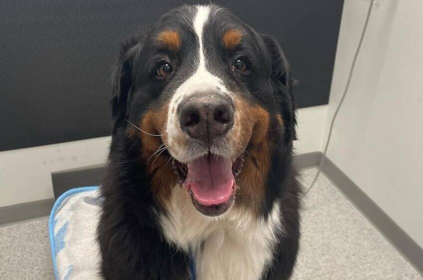 DOGtor Burke donated blood 10 times before his death in June 2023. (Hero Dawgs photo/Contributed to Black Press Media)