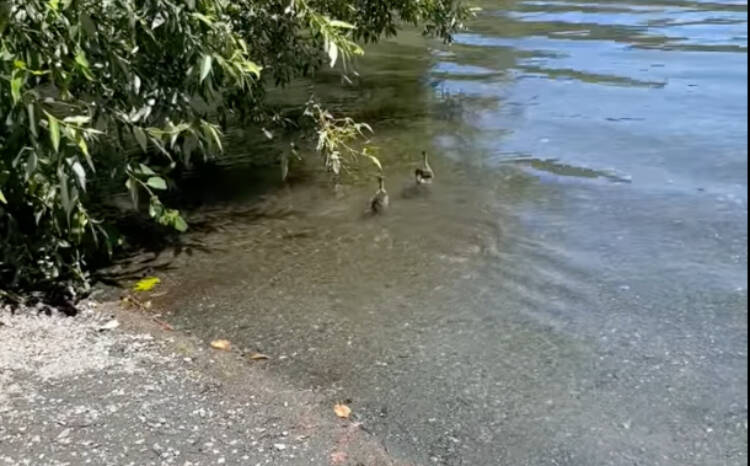 A pair of orphaned ducks plunge into the wild after healing at the Wild Animal Rehabilitation Centre in Metchosin. (Wild ARC/Facebook)