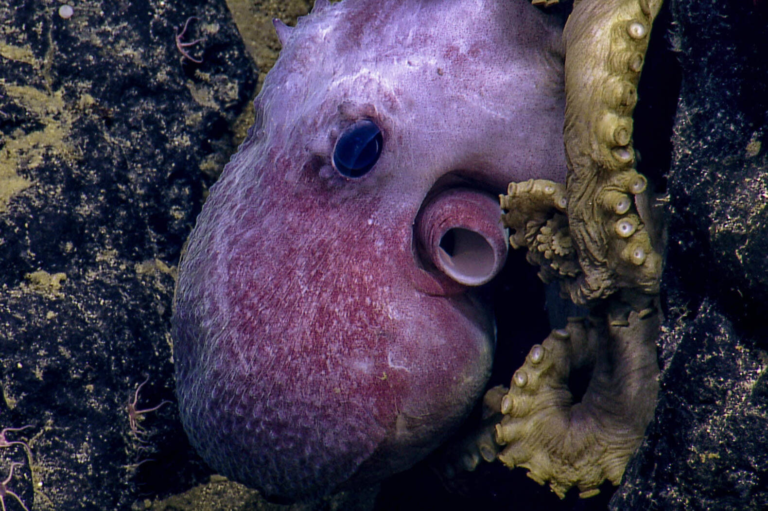 A deep sea octopus. Dr Cherisse Du Preez Ocean Exploration Trust, Northeast Pacific Seamount Expedition Partners