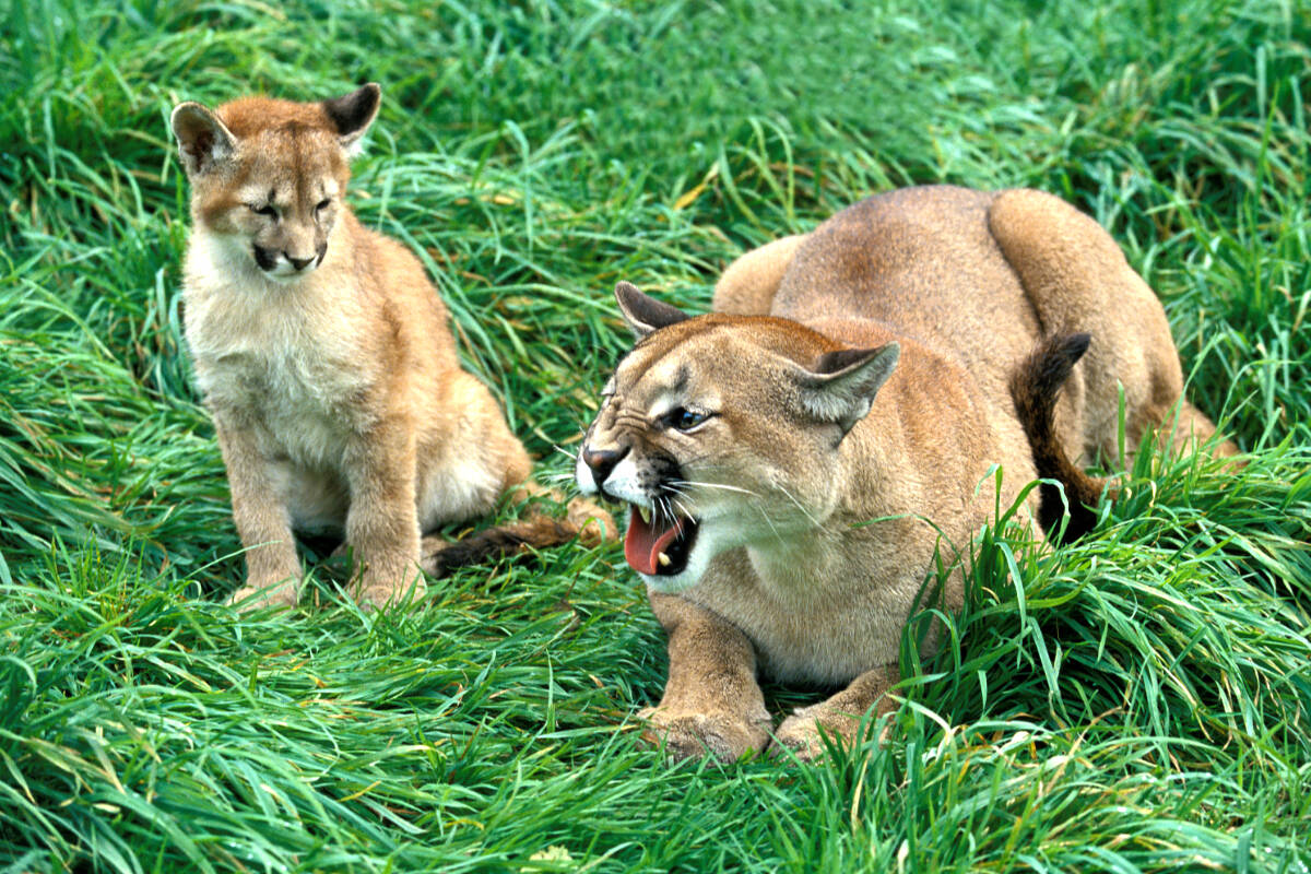 Cougar sightings in Sooke have spiked, prompting conservation officials to warn residents. (Shutterstock.com)