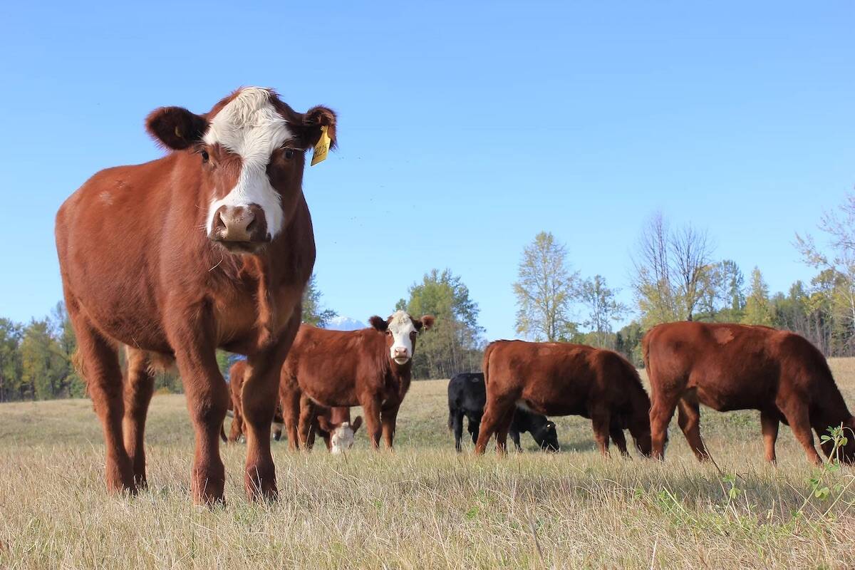 Cows grazing at W Diamond Ranch. B.C.’s agriculture minister says the province is working to get hay for farmers and ranchers who need it immediately. (W Diamond Ranch).