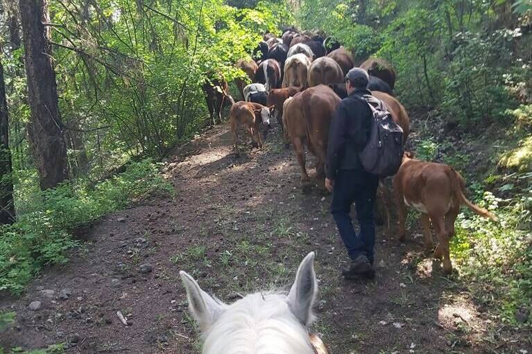 B.C. rancher Suzanne Fradette’s cattle are driven through a forest in an undated handout photo. Fradette says they are just keeping their heads above water amid skyrocketing hay costs. THE CANADIAN PRESS/HO-Suzanne Fradette