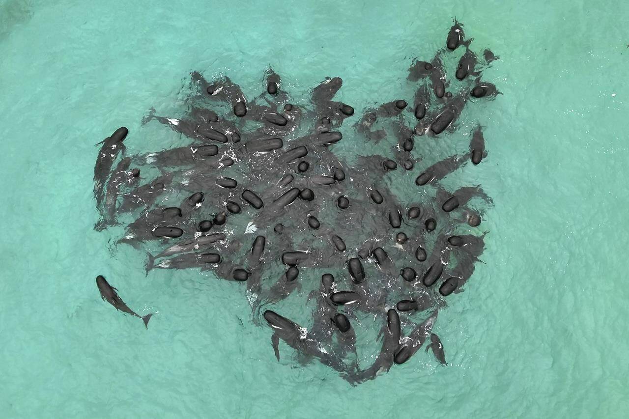 In this photo provided by the Department of Biodiversity, Conservation and Attractions, a pod of long-finned pilot whales gather closely near Cheynes Beach east of Albany, Australia, Tuesday, July 25, 2023. Nearly 100 pilot whales stranded themselves on the beach in western Australia Tuesday, and about half had died by Wednesday morning, despite the efforts of wildlife experts and volunteers to save them. (DBCA via AP)