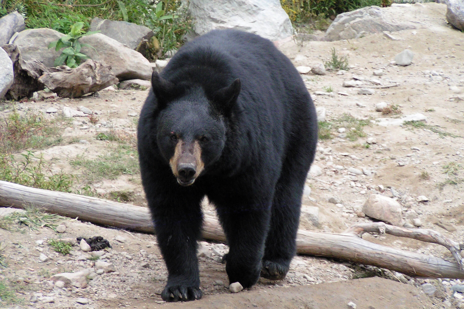 A black bear is creating havoc at French Beach Provincial Park. Officials will close the park until the bear is captured. (Photo by Gary Schroyen)
