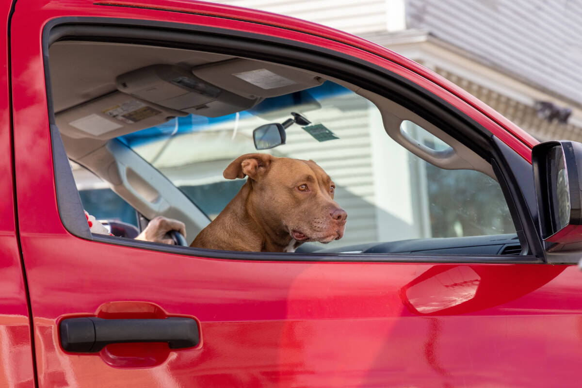 Owners of pets left unattended in hot vehicles can have their pets seized and be fined $500, police advise. (Stock photo)