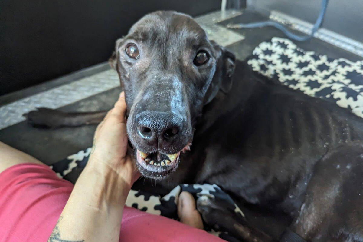 Fish, a nine-year-old Labrador retriever, was brought into the BC SPCA Shuswap centre after being found emaciated near Kingfisher. (BC SPCA photo)