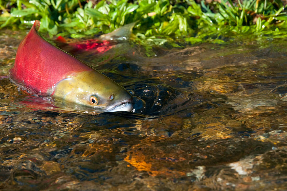 An ongoing effort to restore watersheds and wetlands in the province could create a healthier future by mitigating the impacts of climate change on communities, strengthening ecosystems and securing quality drinking water. (Contributed by BC Gov)