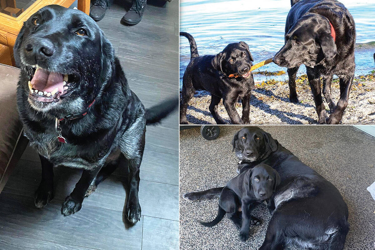 Diesel the lab, left, and at right with his pal Charlie. (Submitted photos)