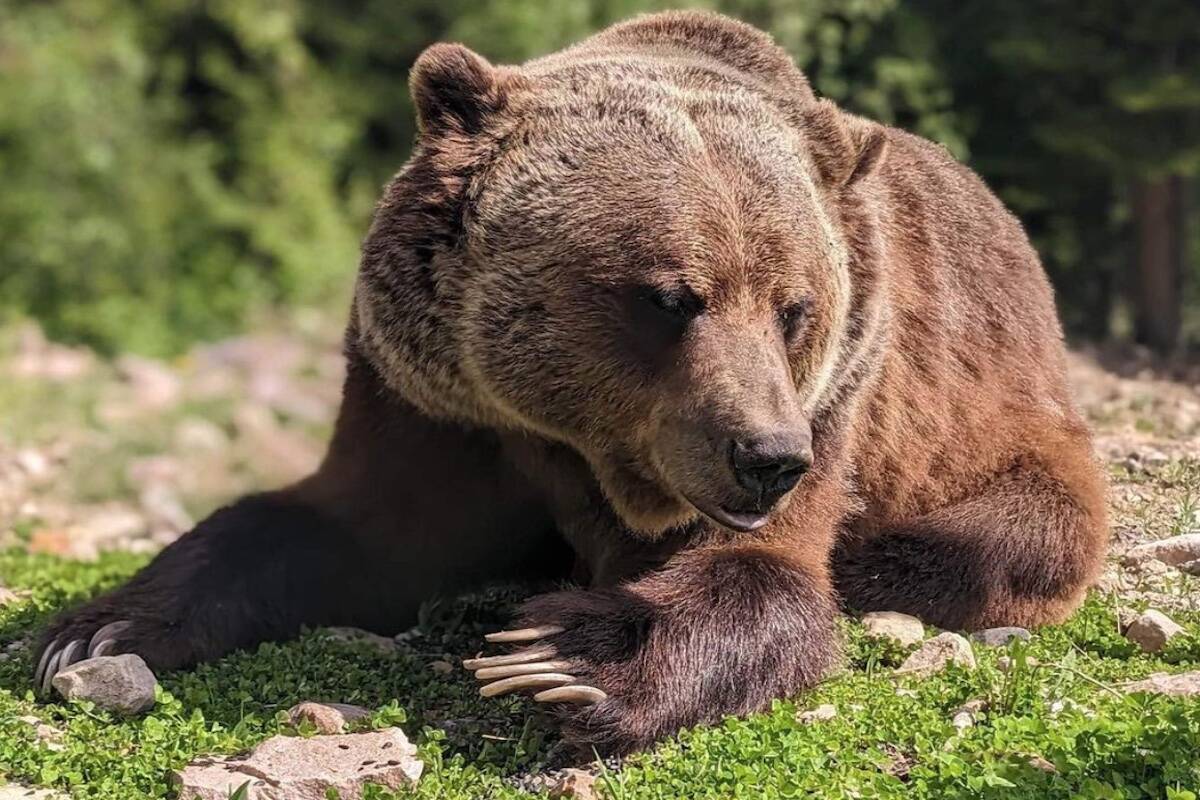 Boo enjoyed a fun and engaging treasure hunt at the Grizzly Bear Refuge near Golden. (Nicola Green/Instagram)