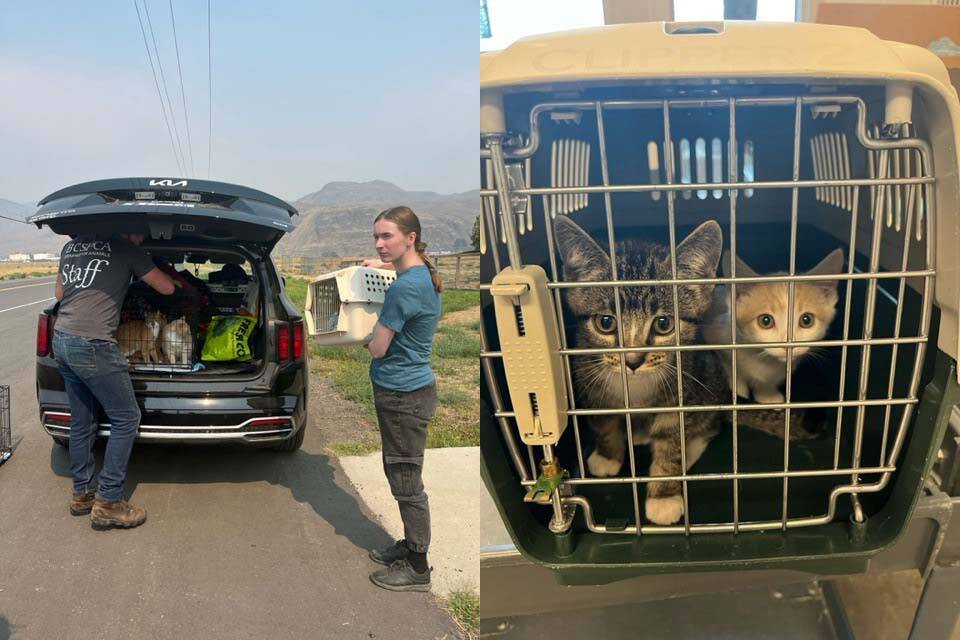 The BC SPCA is offering support to pet owners who are dealing with the threat of wildfires. (BC SPCA photo)