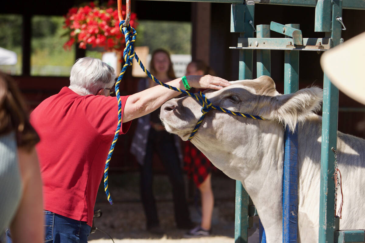 A show cow revels in the attention of a visitor to the Saanich Fair. (Black Press Media file photo)