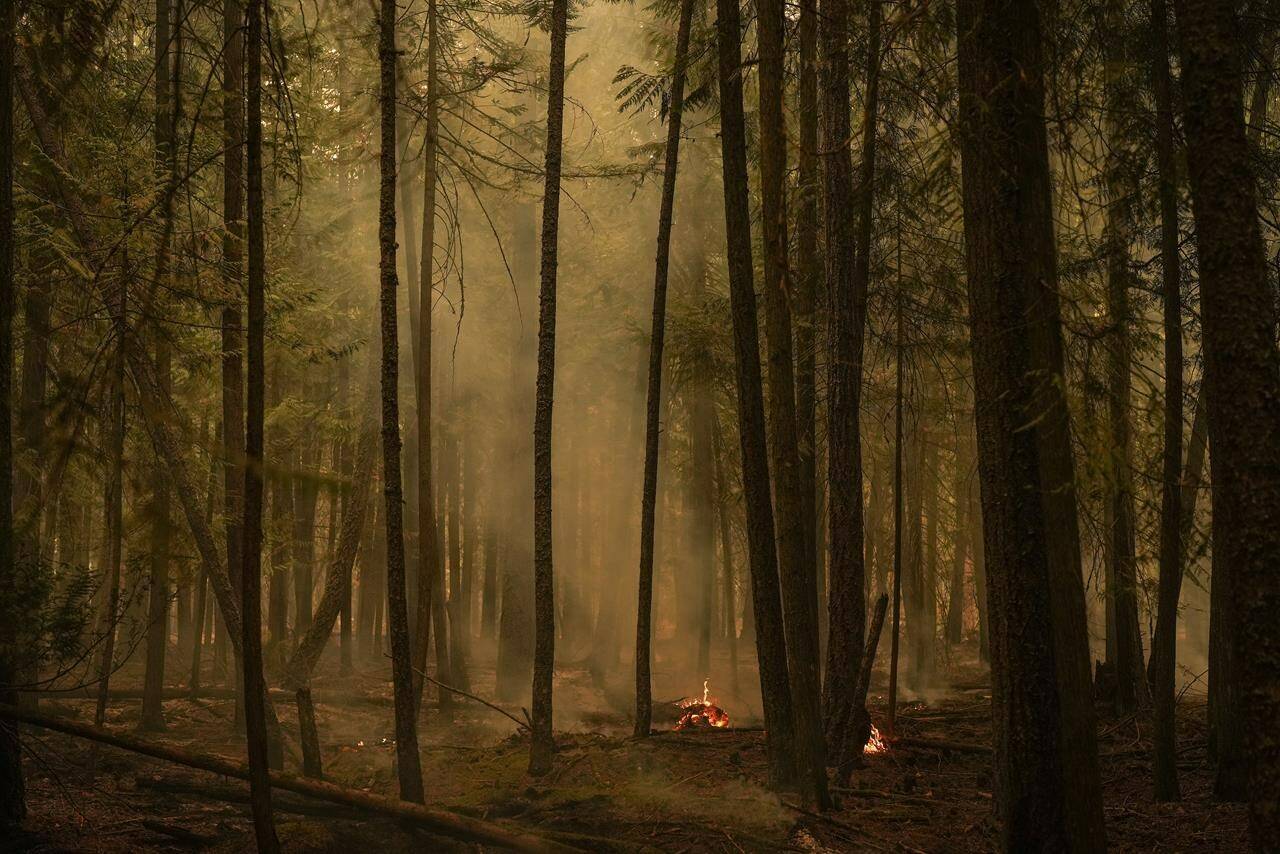 Hot spots from the Lower East Adams Lake wildfire burn in Scotch Creek, B.C., on Sunday, August 20, 2023. As Canada struggles through its worst fire season in recorded history, a new survey suggests protecting forests remains one issue that unites most Canadians no matter who they are or where they live.THE CANADIAN PRESS/Darryl Dyck