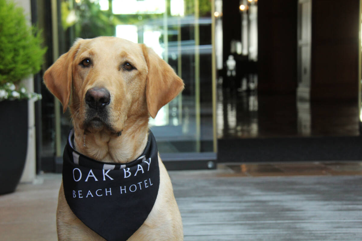 Ella is a 17-month-old yellow lab who started her position as welcome ambassador at the Oak Bay Beach Hotel earlier this summer. (Christine van Reeuwyk/News Staff)