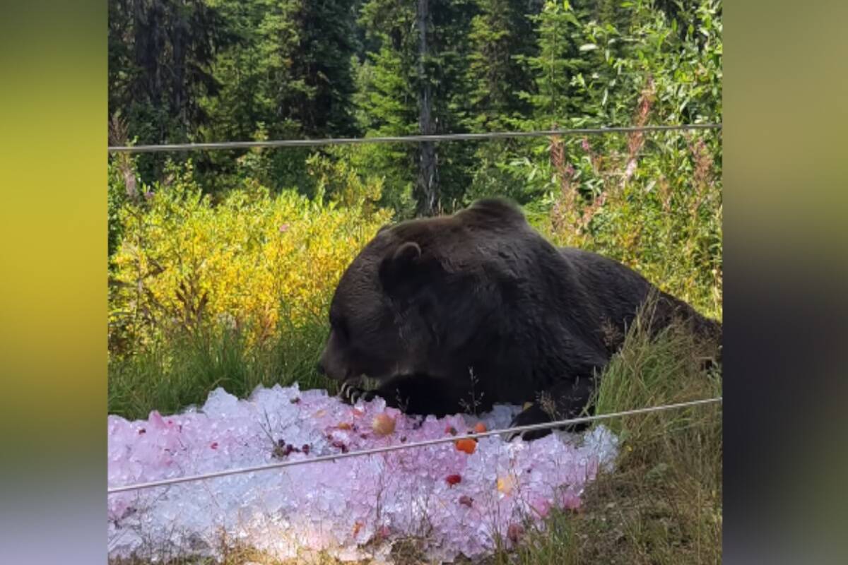 Boo enjoying his ice bath. (Kicking Horse Refuge)