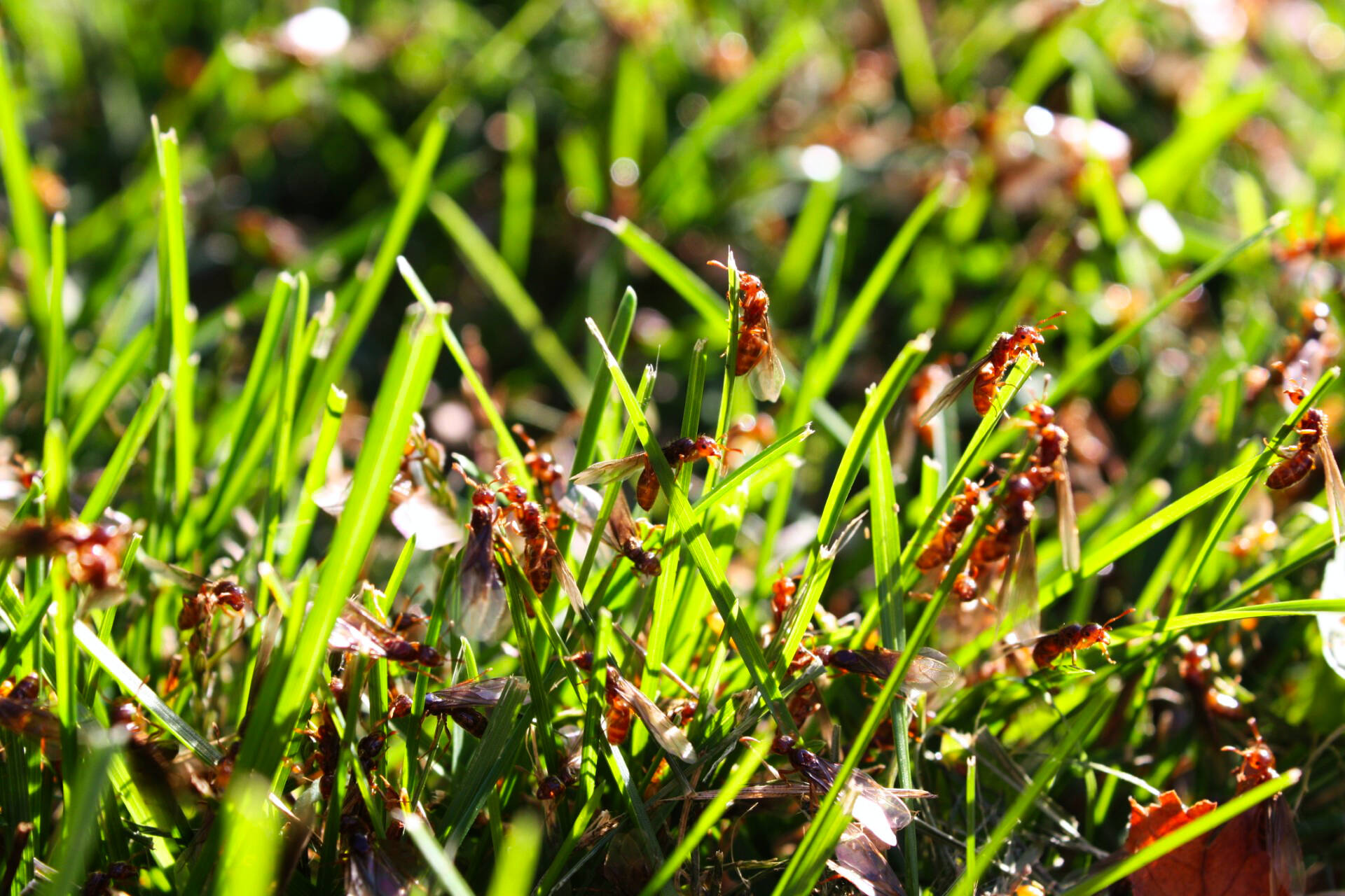 Hundreds of winged smaller yellow ants (Lasius claviger) are ready to take off for their nuptial flight. (Photo courtesy of Aaron Fairweather)