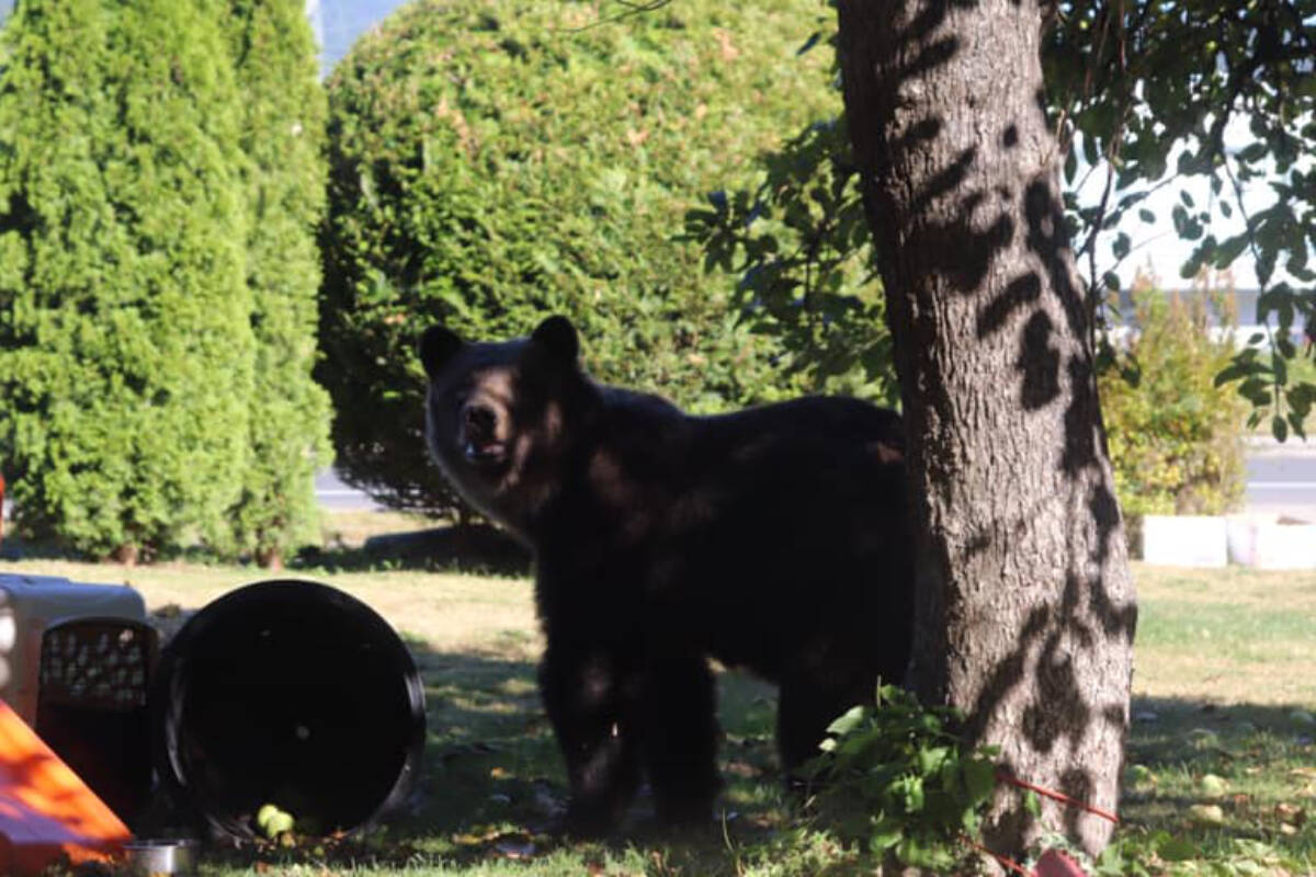 A grizzly bear that was relocated from Squamish in September 2020 was found dead in the Squamish River on Aug. 10, 2023, BC Conservation Officer Service says. It was illegally killed and believed to have been dragged to the river for disposal. (BCCOS)
