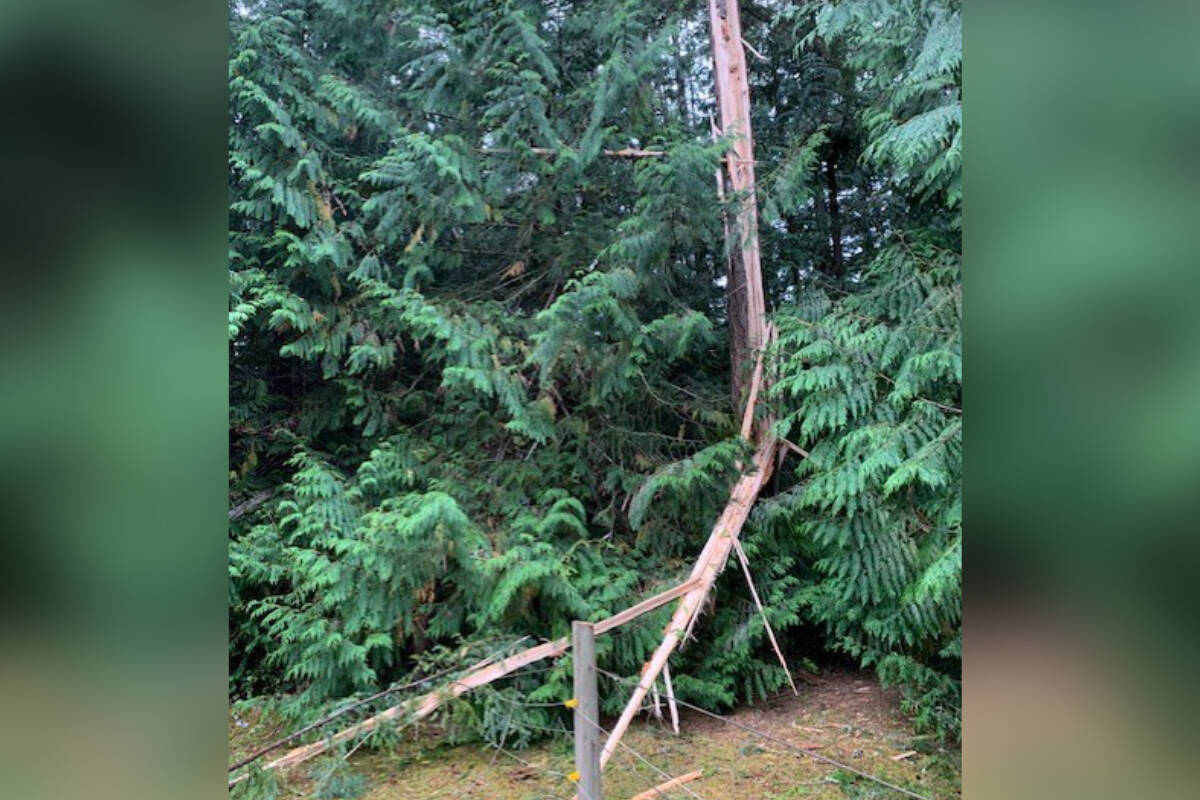 Errington resident Barry Funk is thankful this tree did not ignite after being struck by lightning in late August. (Submitted photo)