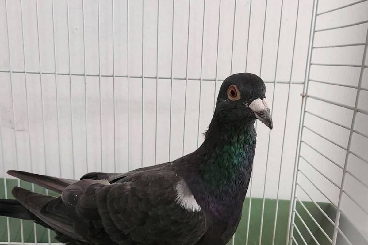 Bert a racing pigeon from Nanaimo ended up near Williams Lake in August. (BCSPCA Williams Lake photo)