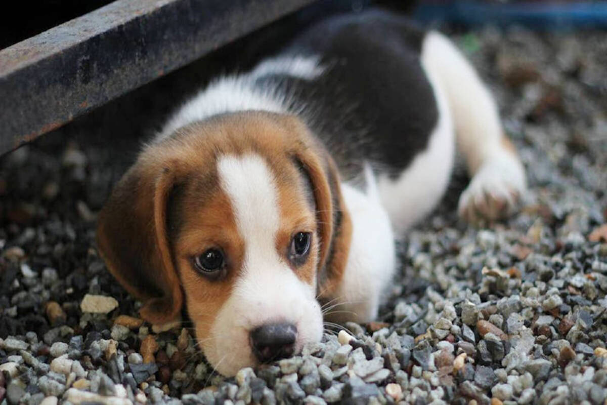 Local dogs are under threat from a potential canine parvovirus outbreak. The deadly virus spreads quickly and emergency vaccination clinics are underway. (photo: freepexels.com)