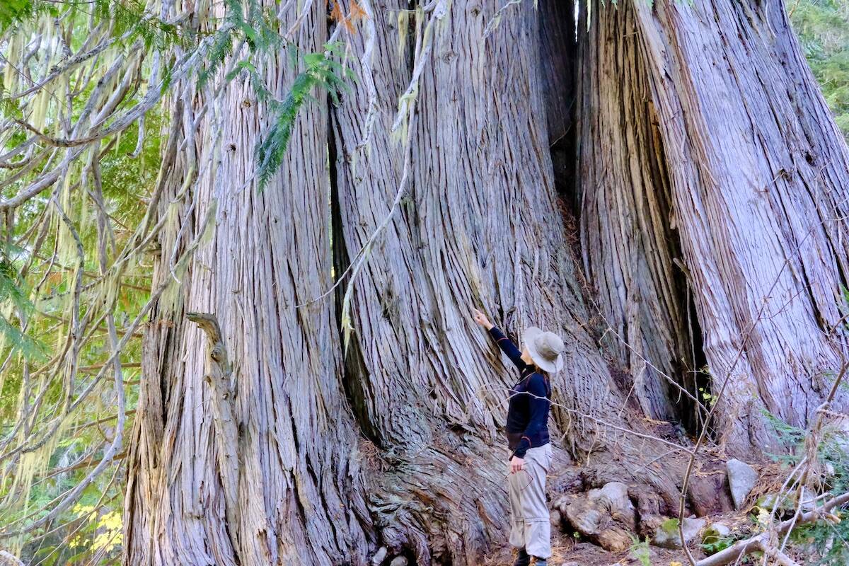 Old growth cedar in the Russell Creek drainage in the Slocan Valley. Photo: Bill Metcalfe