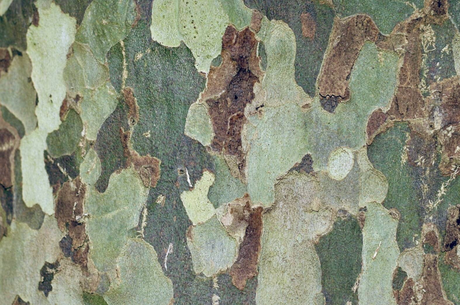 Trail police were unable to track down the camouflage pants wearer. Photo: James Wainscoat/Unsplash