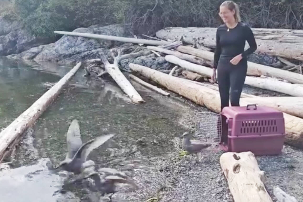 A trio of gulls enjoy a return to freedom after spending time healing at the BC SPCA Wild Animal Rehabilitation Centre in Metchosin. (Wild ARC/Facebook)