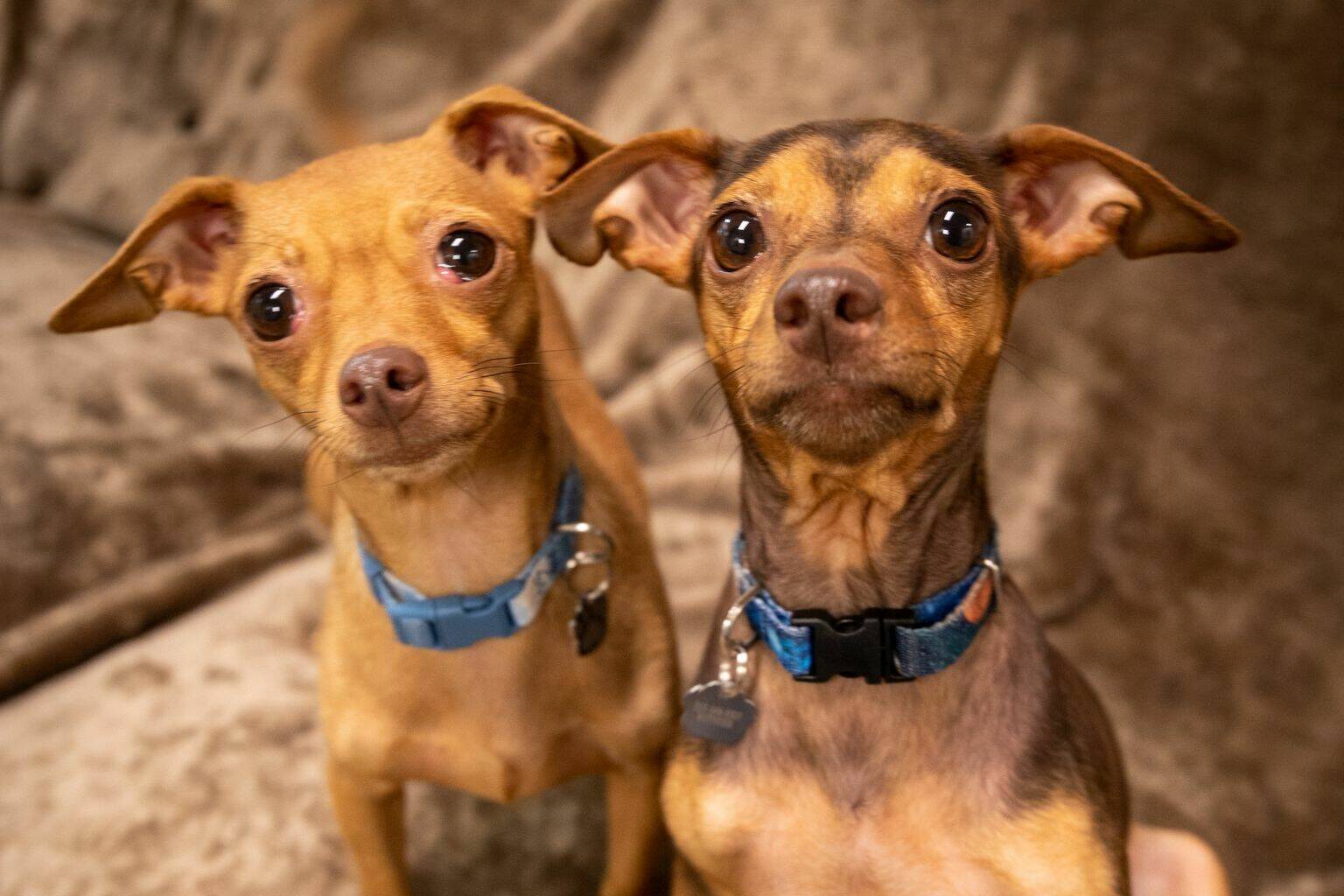 From premiums and lifetime costs, to specific medical challenges that come with certain breeds, there are things to consider before getting pet insurance. (Contributed photo by the Animal Protection Society)