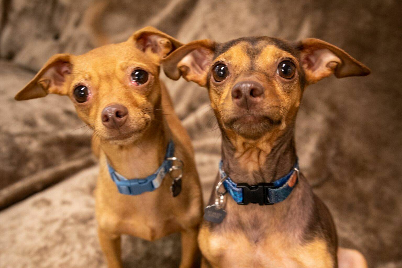 From premiums and lifetime costs, to specific medical challenges that come with certain breeds, there are things to consider before getting pet insurance. (Contributed photo by the Animal Protection Society)