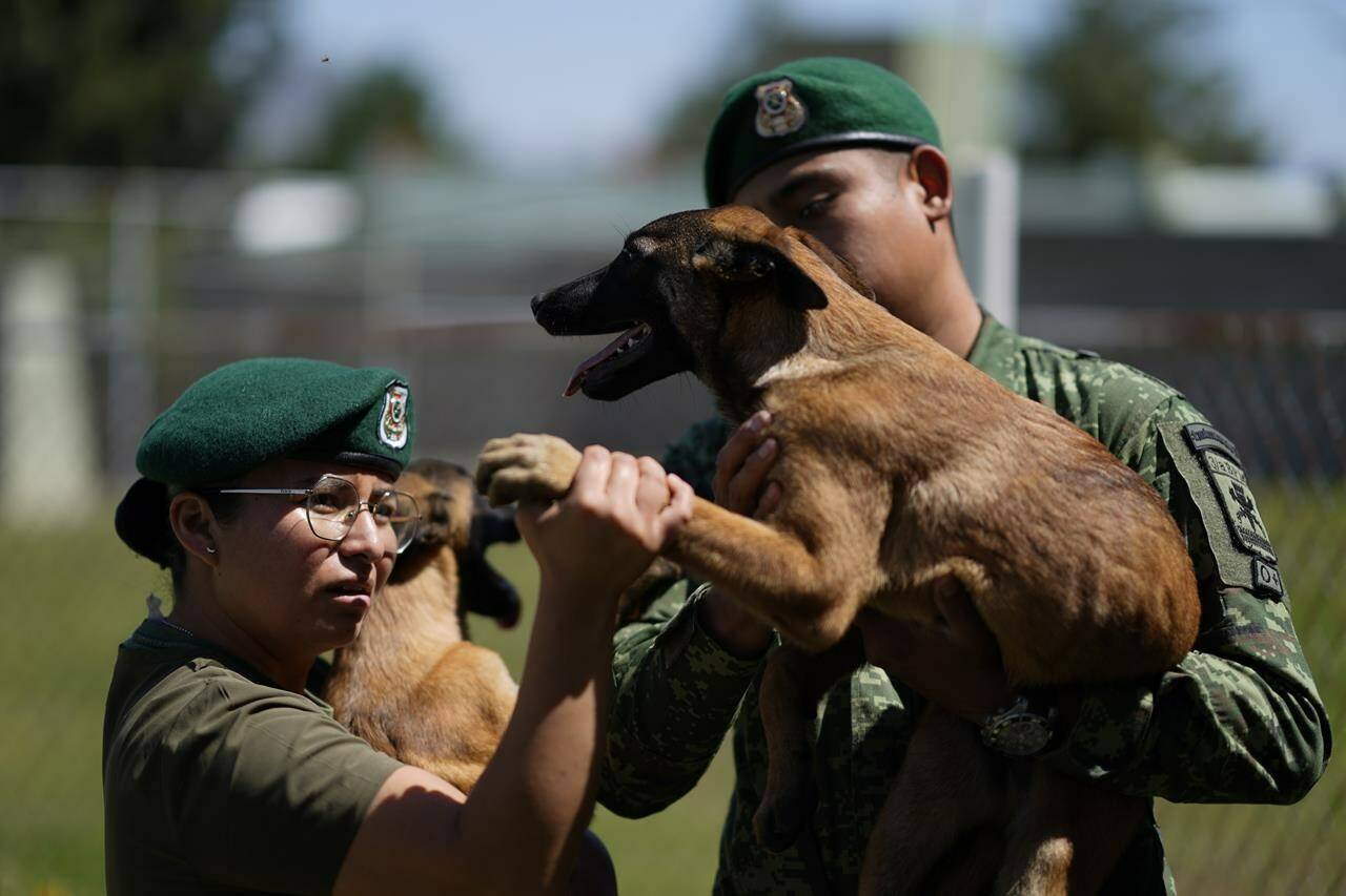 A veterinarian inspects a Belgian Malinois puppy’s paw after a training session, to become rescue or detector dog, at the Mexican Army and Air Force Canine Production Center in San Miguel de los Jagueyes, Mexico, Tuesday, Sept. 26, 2023. Precautions here are strict because of a recent canine parvovirus outbreak that sickened some of the puppies. (AP Photo/Eduardo Verdugo)