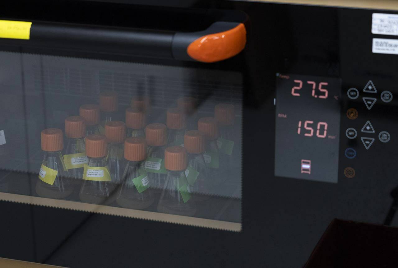 Novavax COVID-19 vaccine’s incubate in flasks at the company research laboratory in Gaithersburg, Md., on May 24, 2022. THE CANADIAN PRESS/AP, Angie Wang