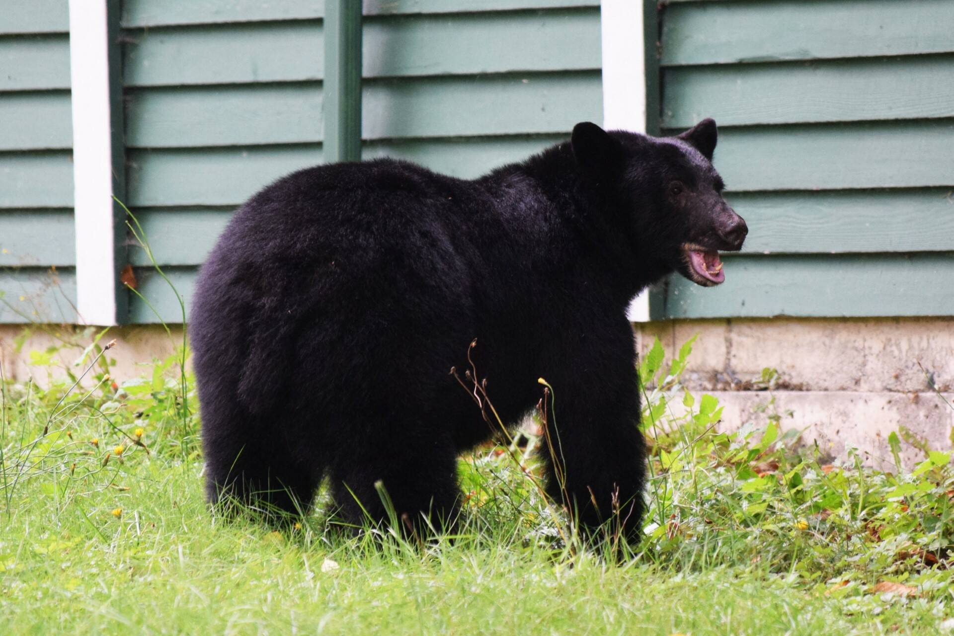 A black bear was seen wandering nonchalantly through downtown Port Alice on Thursday, Sept. 28, as residents scrambled to stay out of its way. In the Lower Mainland, B.C. Conservation Officer Service arrested a person in connection with a black bear parts trafficking investigation. (Debra Lynn photo)
