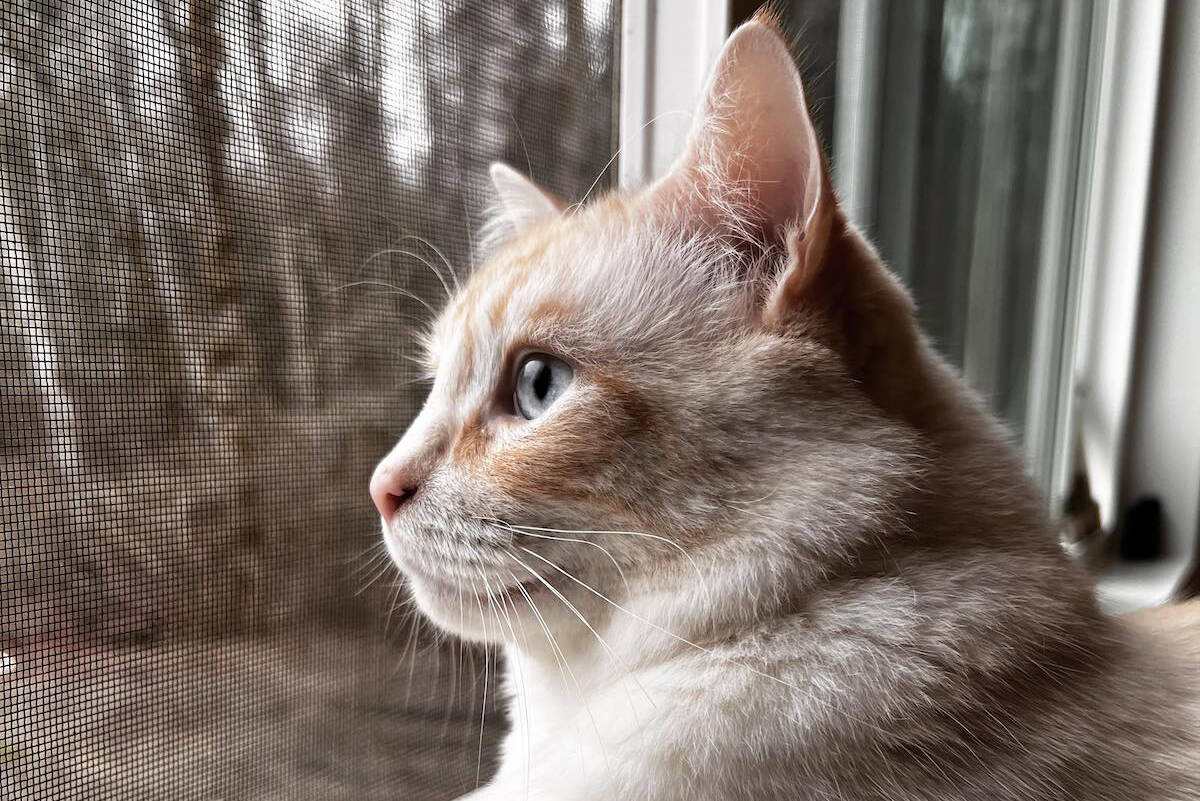 Courtney Collins’ cat named Kitten grew stressed during the period when they were unsure where they would end up. (Courtesy of Courtney Collins)