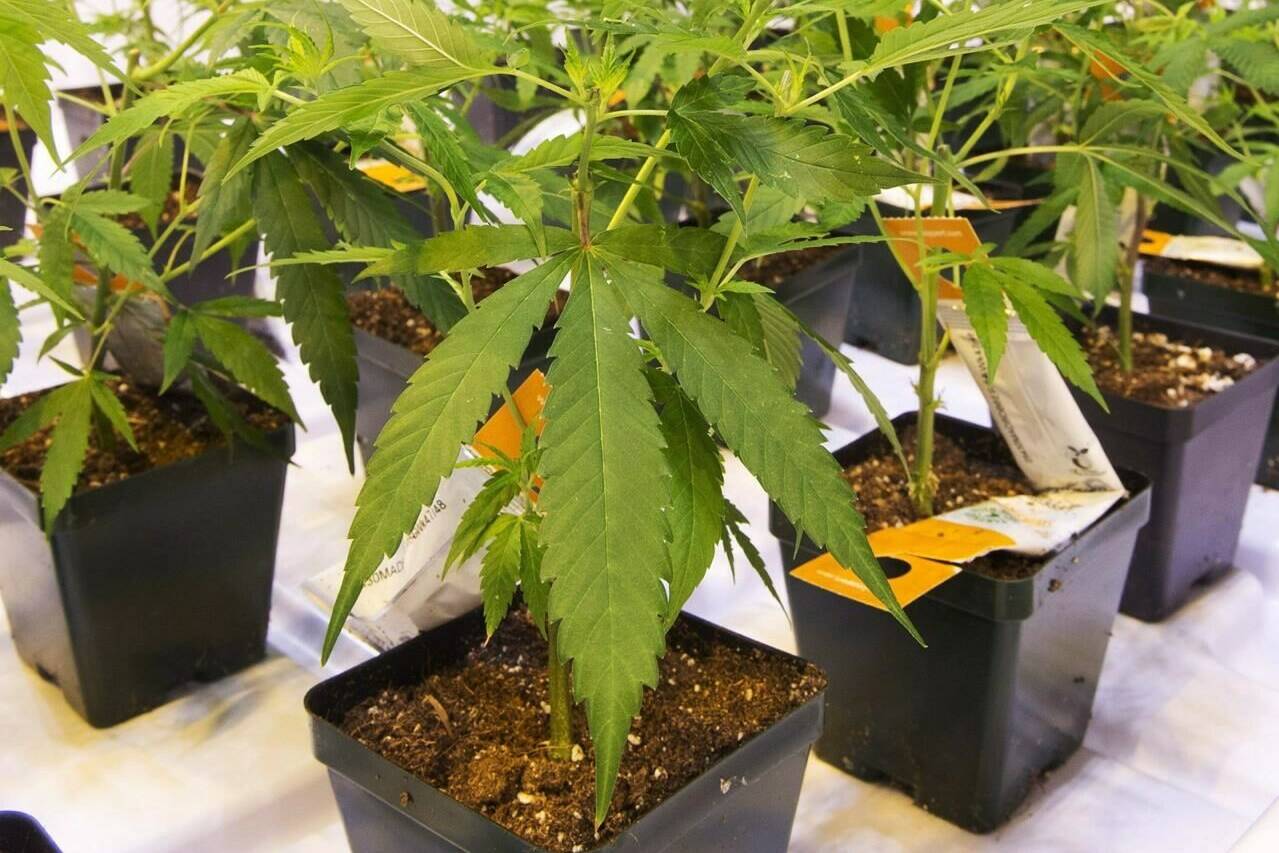 Cannabis seedlings at an Aurora Cannabis facilty in 2017 in Montreal. THE CANADIAN PRESS/Ryan Remiorz