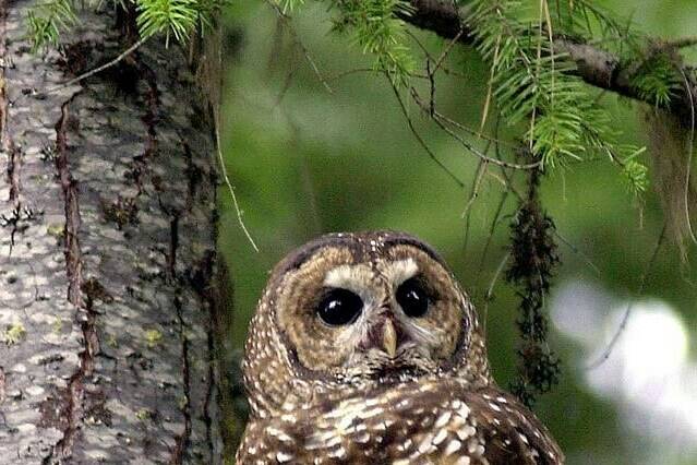 The judge overseeing the hearing reviewing federal efforts to protect the endangered northern spotted owl says he is grappling with why the minister responsible waited eight months to recommend an emergency protection order to cabinet with only one wild-born animal remaining. In this May 8, 2003 file photo, a northern spotted owl sits on a tree in the Deschutes National Forest near Camp Sherman, Ore. THE CANADIAN PRESS/AP-Don Ryan