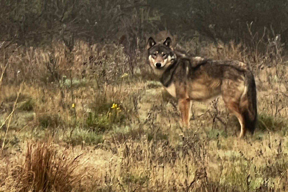 A wolf-dog hybrid has been reported on the loose outside of Parksville. (Photo courtesy Vaughan Roberts)