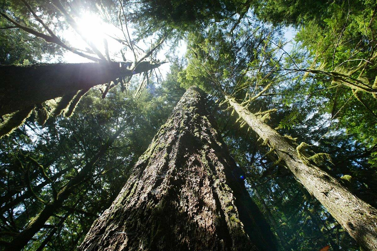 Old growth Douglas fir trees stand along the Salmon river Trail on the Mt. Hood National Forest outside Zigzag, Oregon. (AP Photo / Rick Bowmer)