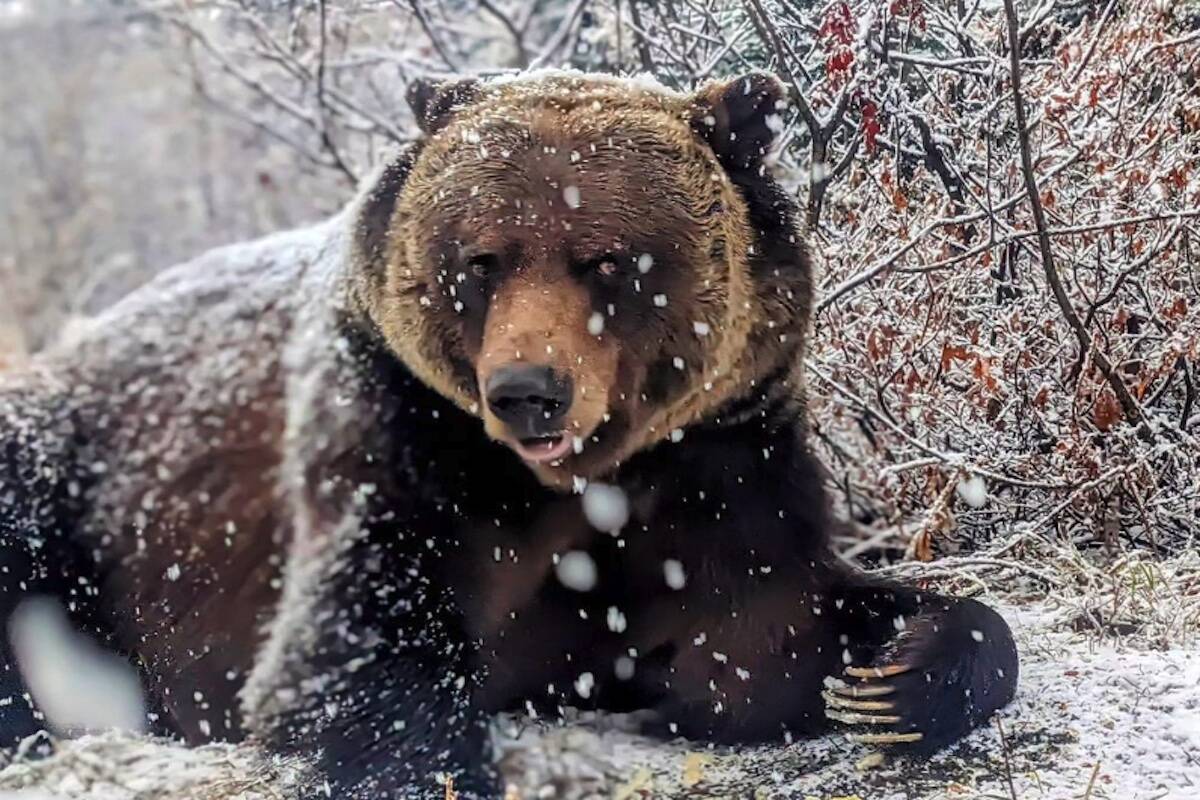 Boo folicks in the snow before his nap at the Grizzly Bear Refuge near Golden. (Instagram)