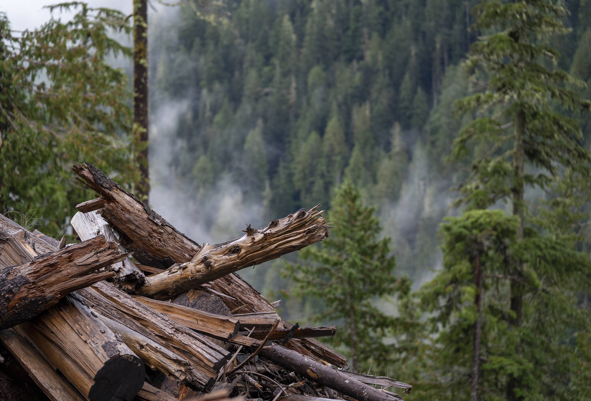 A fund of up $300 million announced by the provincial government Thursday (Oct. 26) promises to protect old-growth forest in B.C. (Jonathan Hayward/Canadian Press)