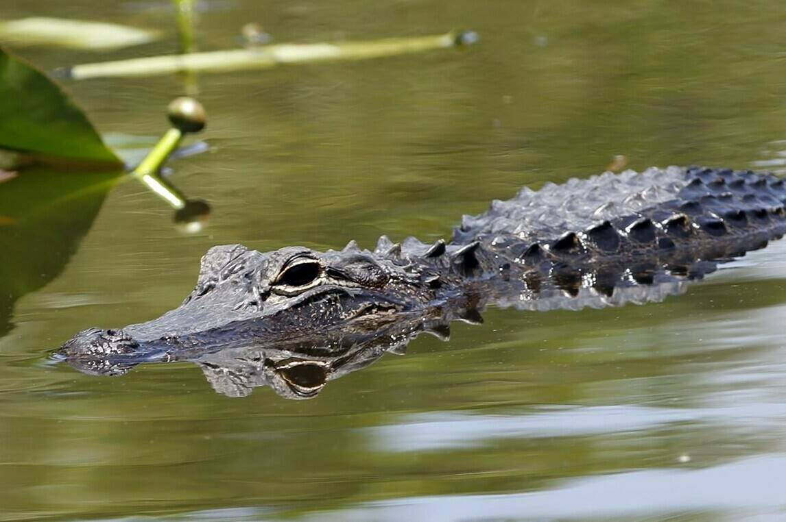 An alligator swims at the Everglades National Park, Fla., April 23, 2012. A group of Floridians plan to host a series of competitions themed according to the collective antics of the beer-loving, gator-possessing, rap-sheet heavy, mullet-wearing social media phenomenon known as “Florida Man.” The games will poke fun at Florida’s reputation for producing strange news stories involving guns, drugs, booze and reptiles — or some combination of the four. (AP Photo/Alan Diaz, file)