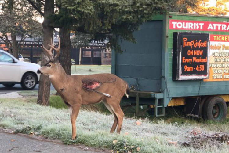A deer spotted near McKenzie Avenue Sunday (Oct. 29) with an arrow embedded in its torso. (Leo Spalteholz/X)
