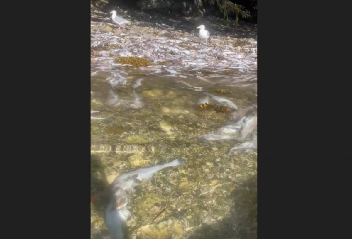 Kayak guide Alex Scarth found this cemetary of dumped hake last month. (Alex Scarth photo)