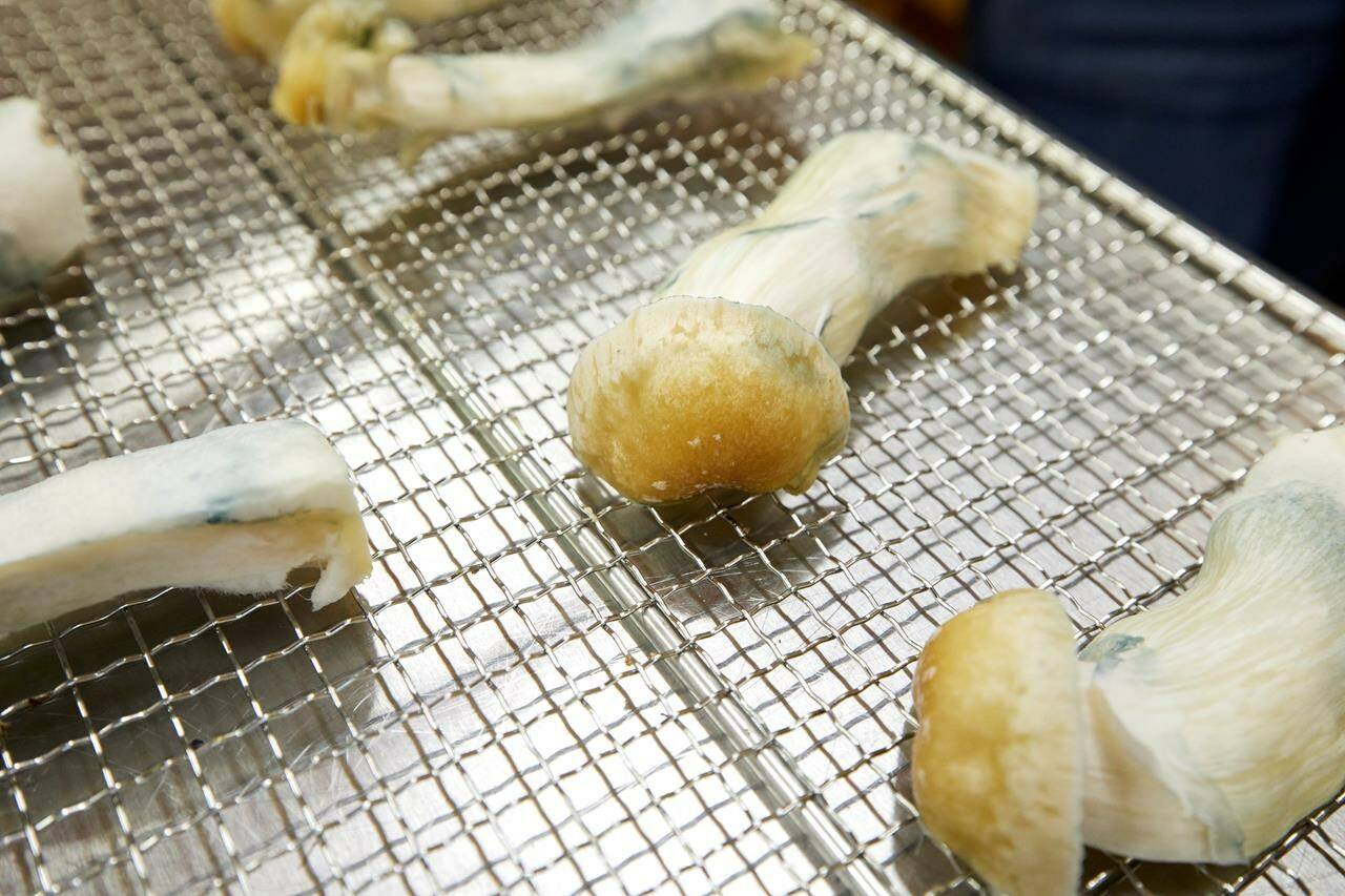 Psilocybin mushrooms sit on a drying rack in Springfield, Ore., Monday, Aug. 14, 2023. One of three magic mushroom stores that were raided by Vancouver police this week has already reopened, and the owner says his other two are restocking and will be open again on Friday. THE CANADIAN PRESS/AP, Craig Mitchelldyer