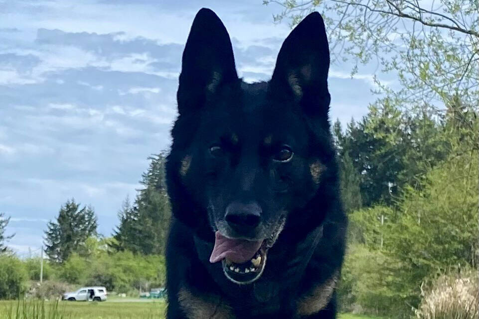 Saanich police dog Hitch died of medical complications the department announced Sunday (Nov. 5). (Saanich Police/X)