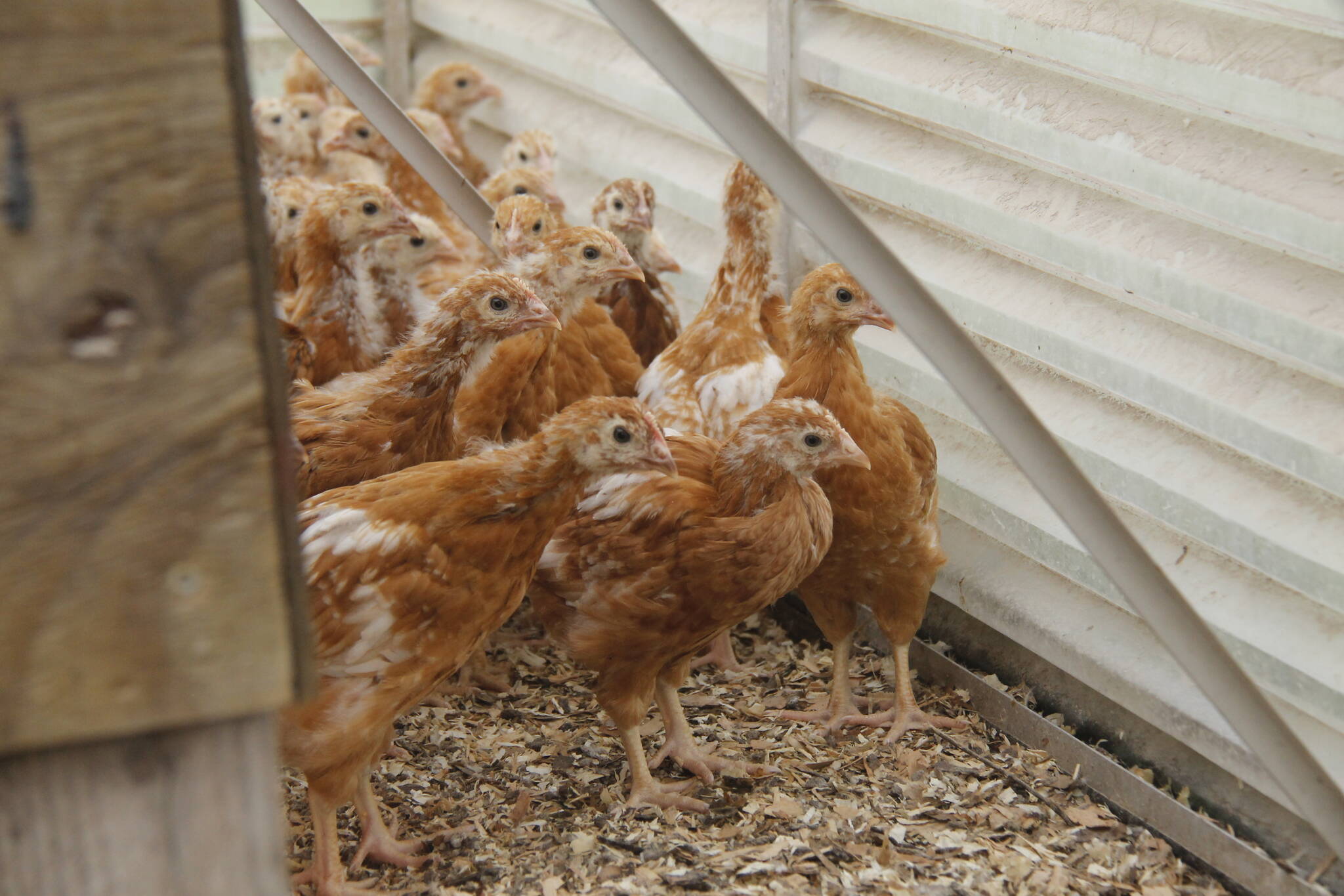 Officials have announced a non-commercial operation near Port McNeill is the site of one of a series of new cases of the H5N1 avian influenza virus. Photo by Kira Erickson/South Whidbey Record
