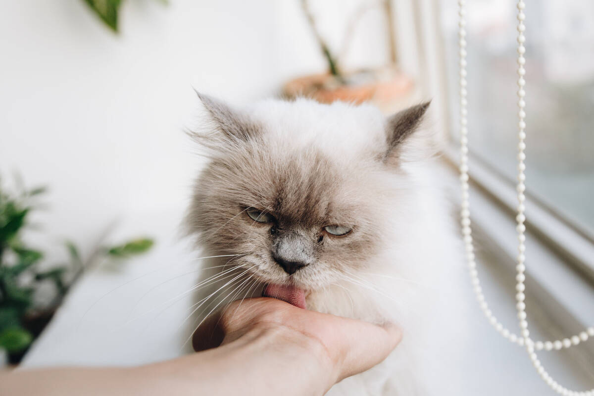 A fight over who owns a cat ended up in court. (Pexels photo illustration)