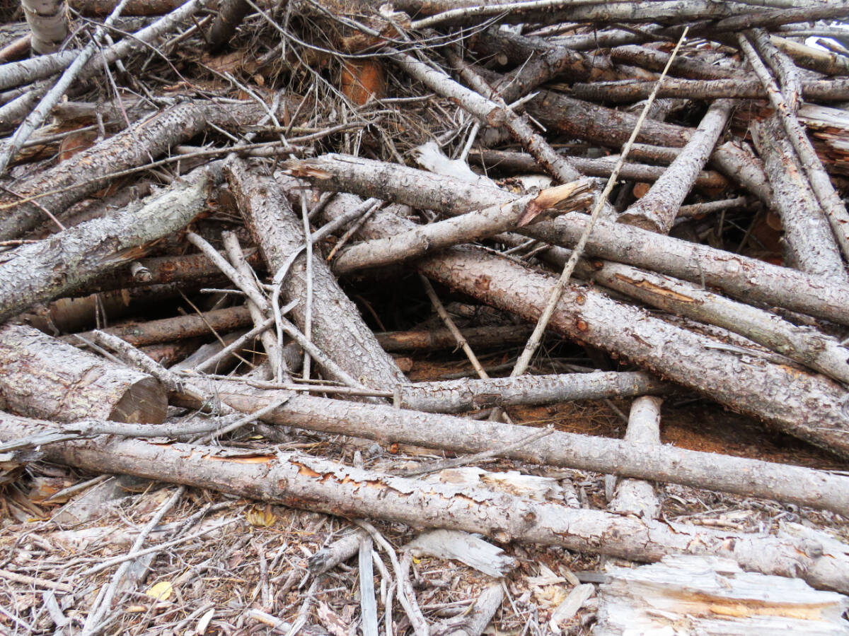 An entranceway to a potential bear den in a South Cariboo slash pile. (Paul Blackwell photo)